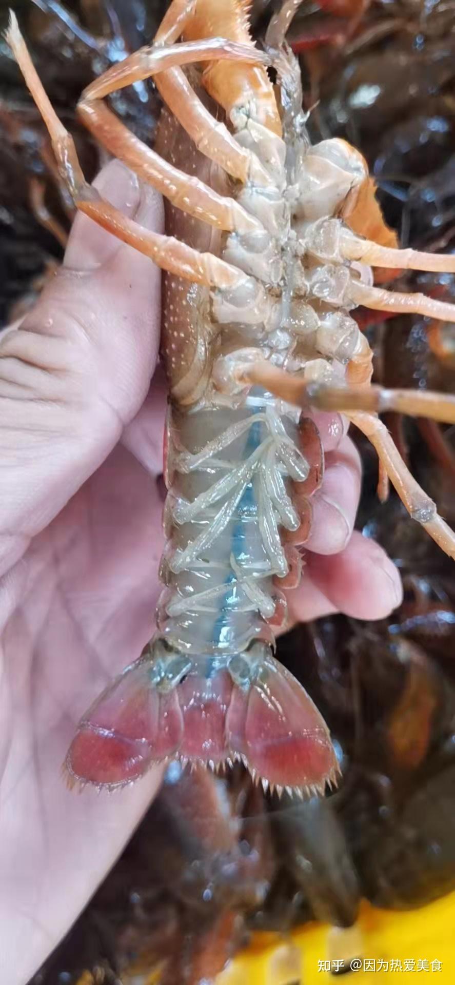 小龙虾生意怎么样知乎(小龙虾生意怎样,有很多货源)