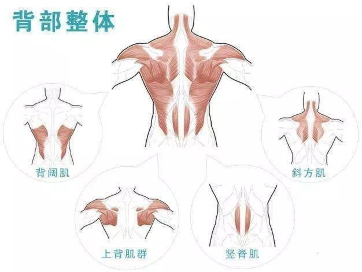 怎麼有效鍛鍊背肌