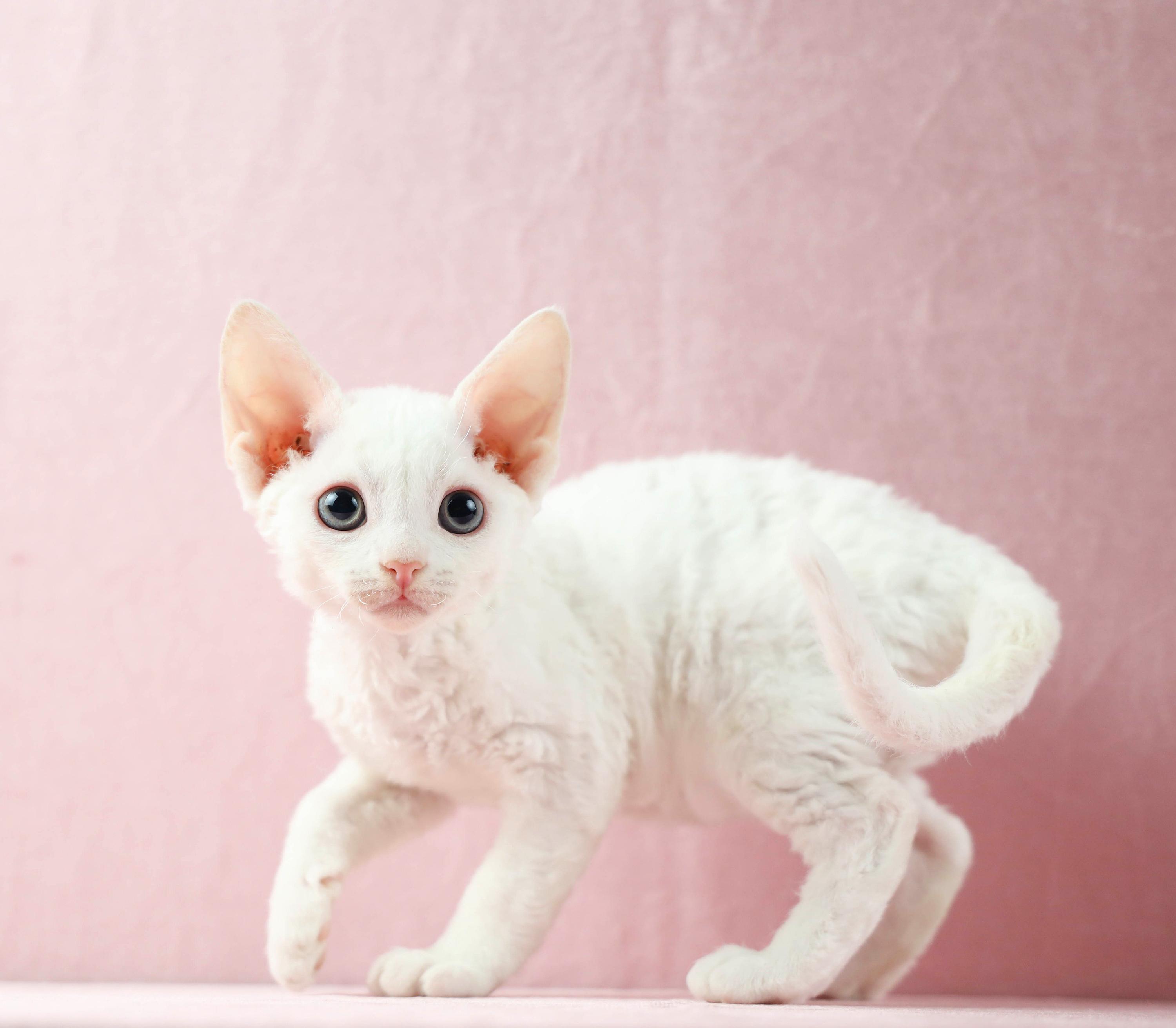 德文卷毛猫|猫中精灵还是猫中之狗? - 知乎