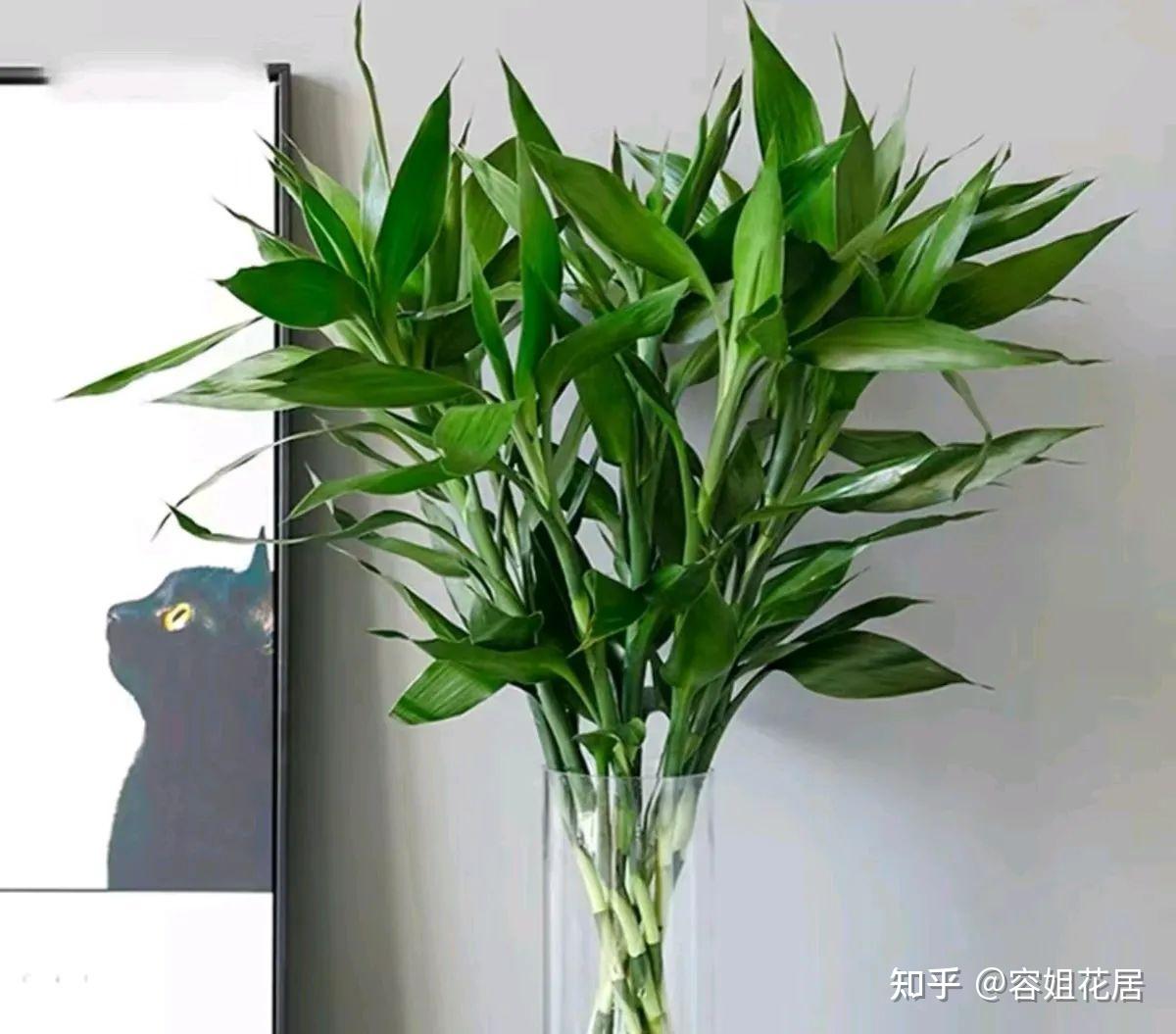 “最喜水”的6种花,三伏天润着养,旺盛一整年,叶子油亮还发光 - 知乎