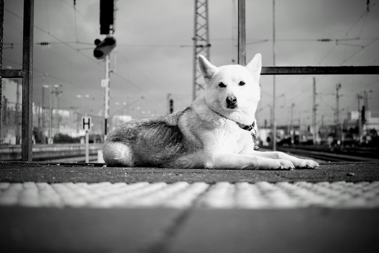 2. 华邦国际户型