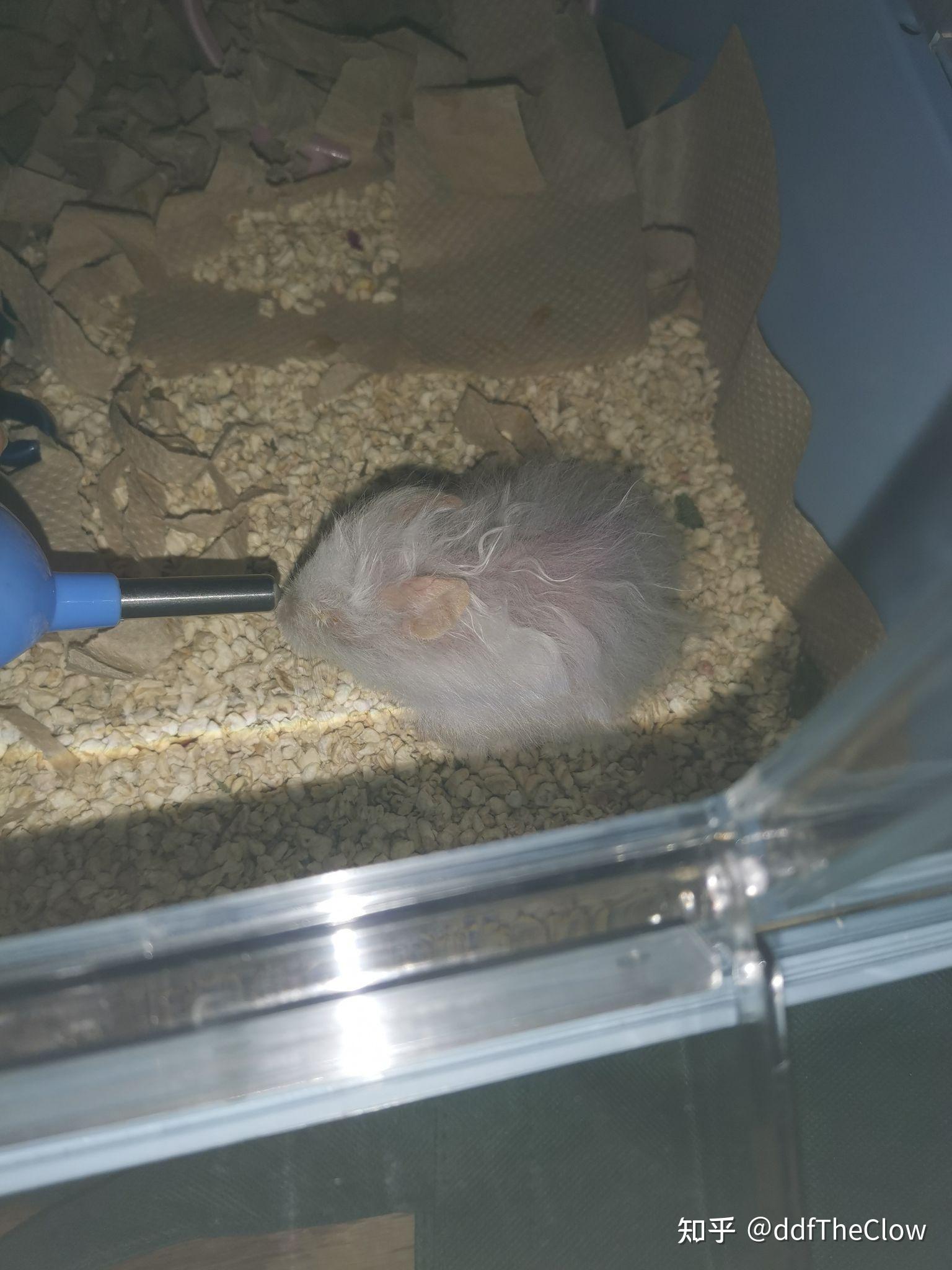 仓鼠死前都会干什么? - 知乎