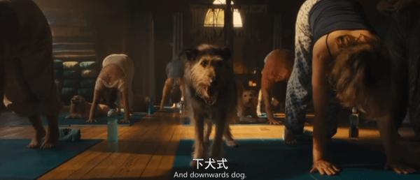 《爱犬莫福》“夜魔侠”变身暖男，携宠攻略前任