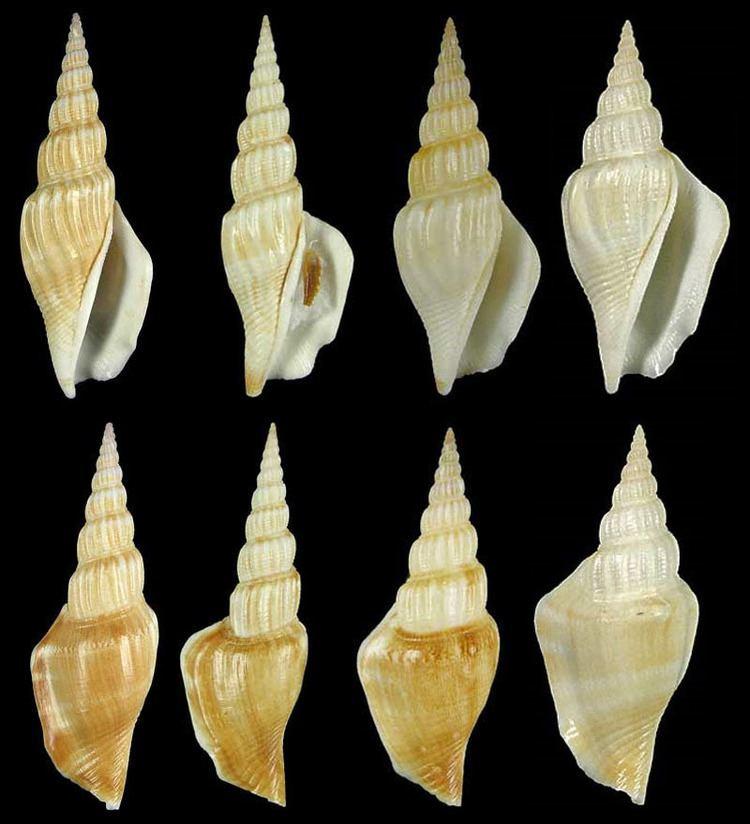 这种螺是鸡心螺吗?