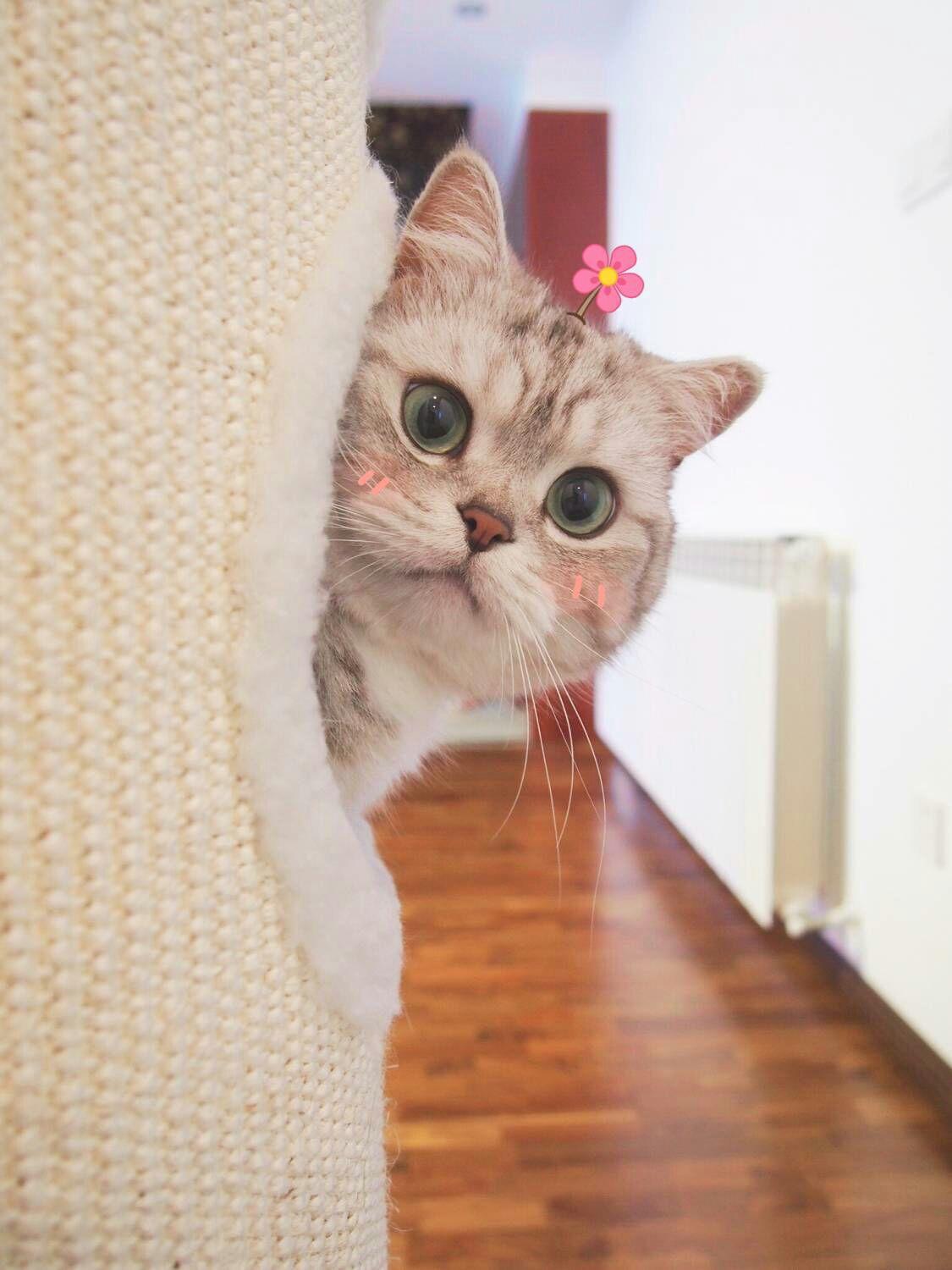 求解:有谁知道下图的是谁家的网红猫哇?或者是它是什么品种的? - 知乎