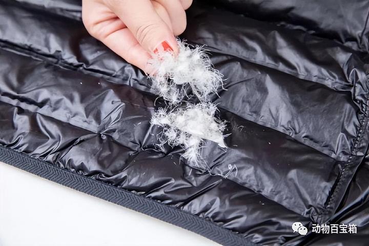 鹅绒是从惨叫声中拔下的?你穿的羽绒服中,是否有虐待动物的真相 - 知乎