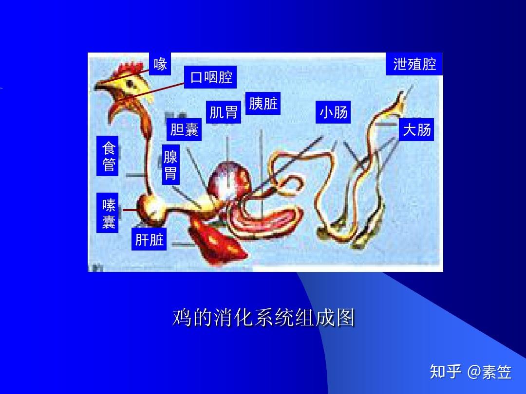 其中鸭的消化系统又是怎样的?