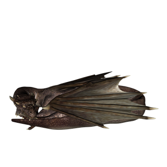 小兔子的活泼天性