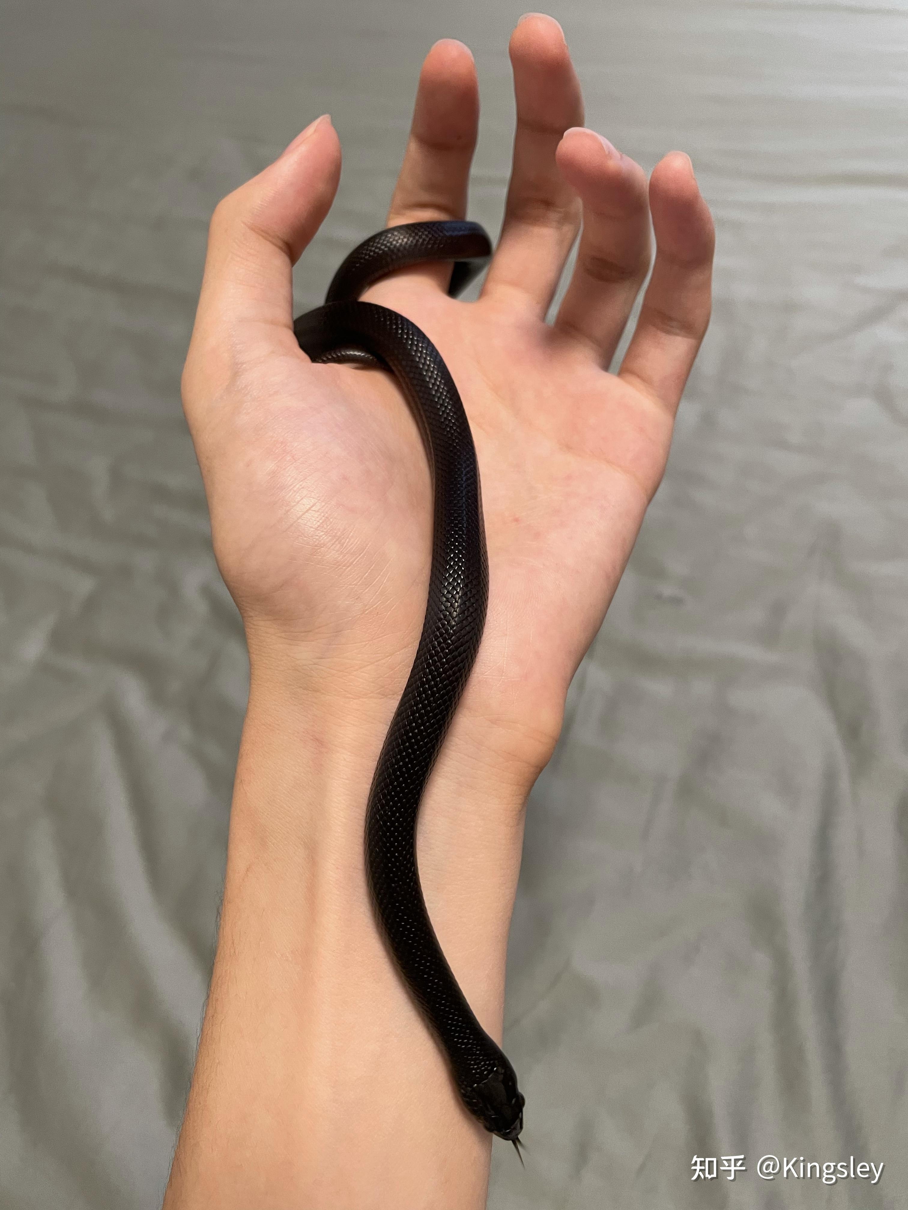 每天都很孤独,养守宫会有帮助吗? - 知乎