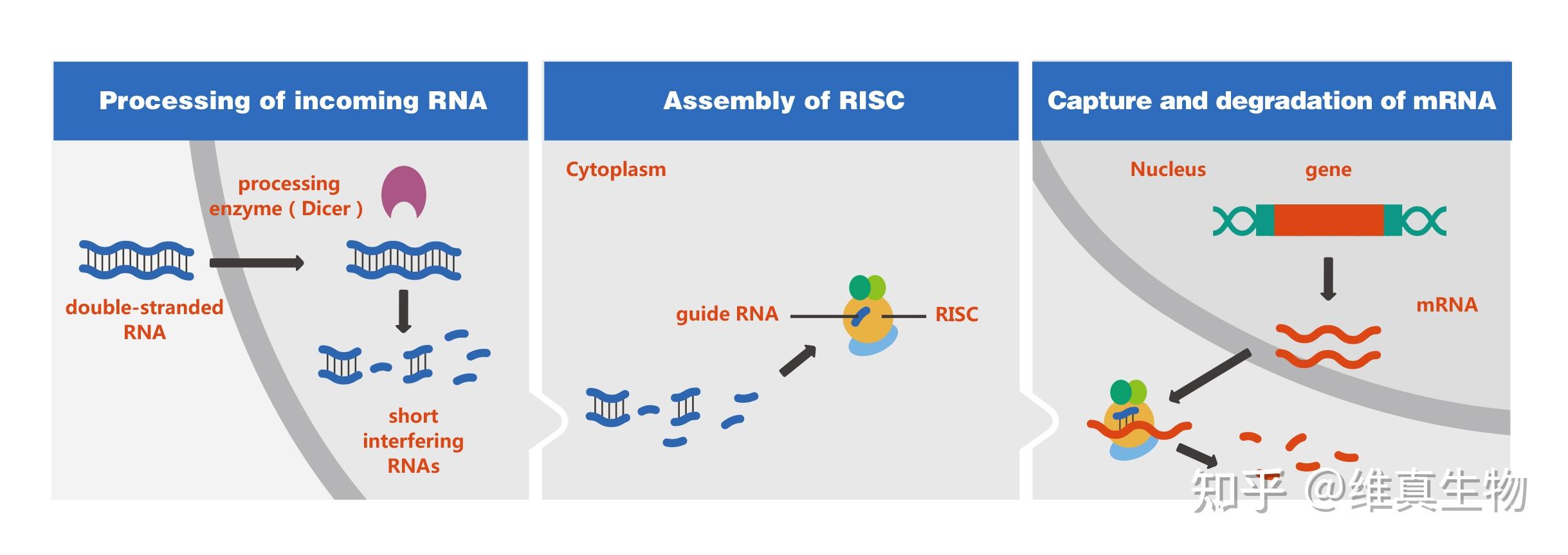 rna 干扰的作用机制是什么样的？ - 知乎