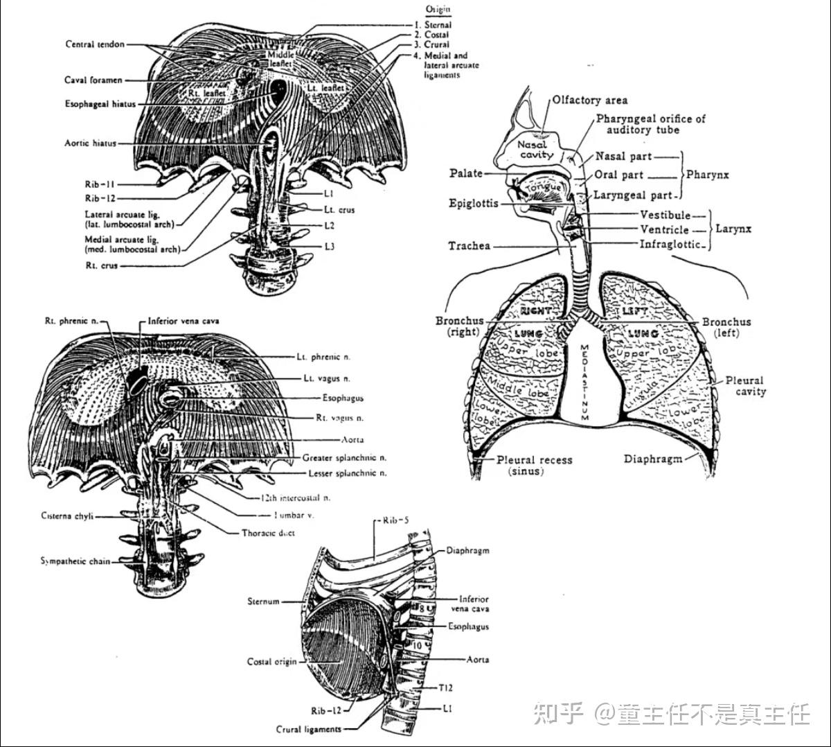 膈肌手绘图片