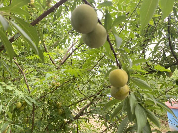 「桃李李子苗基地」李子核怎么种才能发芽——上 - 知乎
