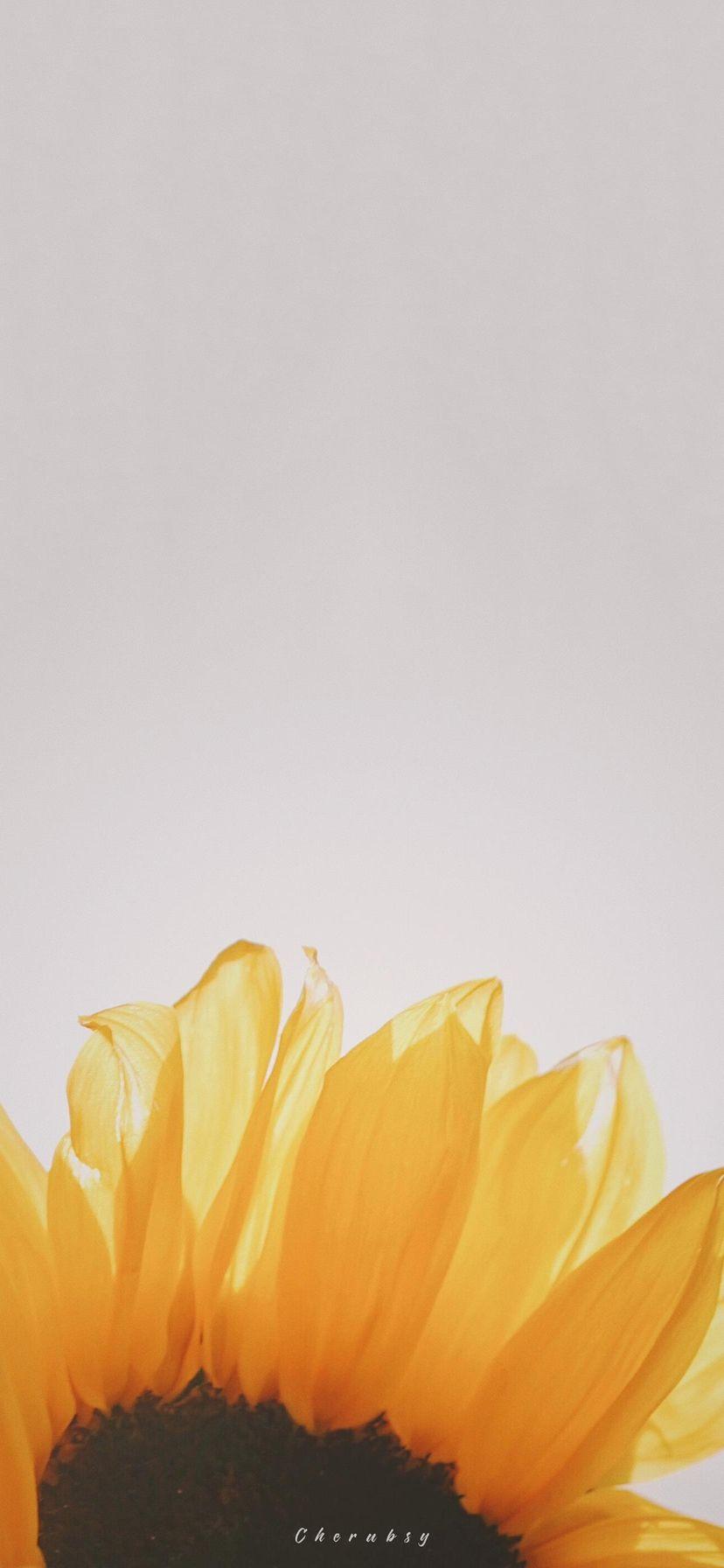 有没有都是向日葵的壁纸呢,让人看了心情超好的? - 知乎