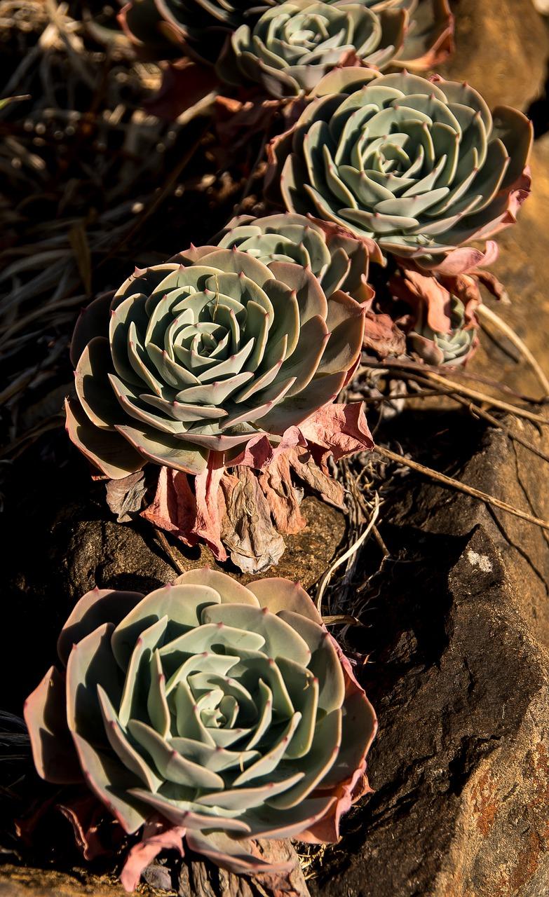 红色的多肉叫什么名字