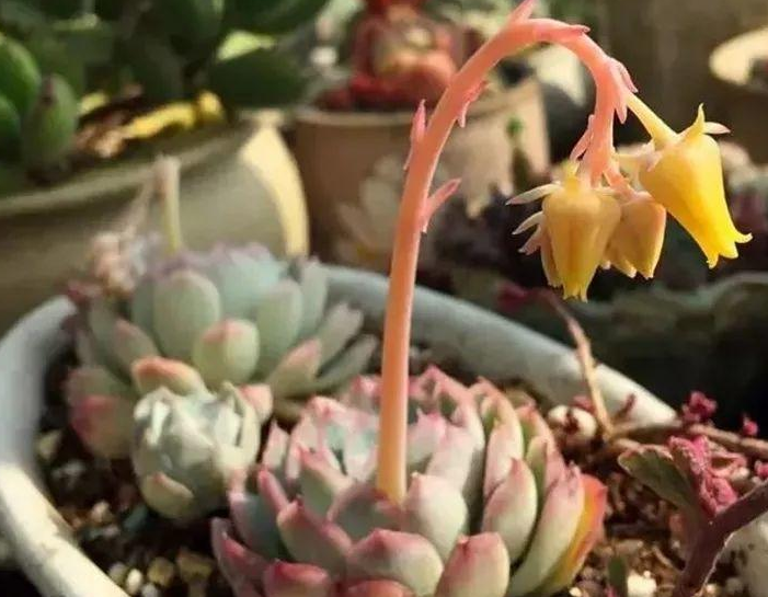 多肉植物开花了 怎么办 肉友 四点原因须剪掉 知乎