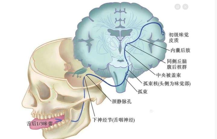 舌咽神经痛 - 知乎