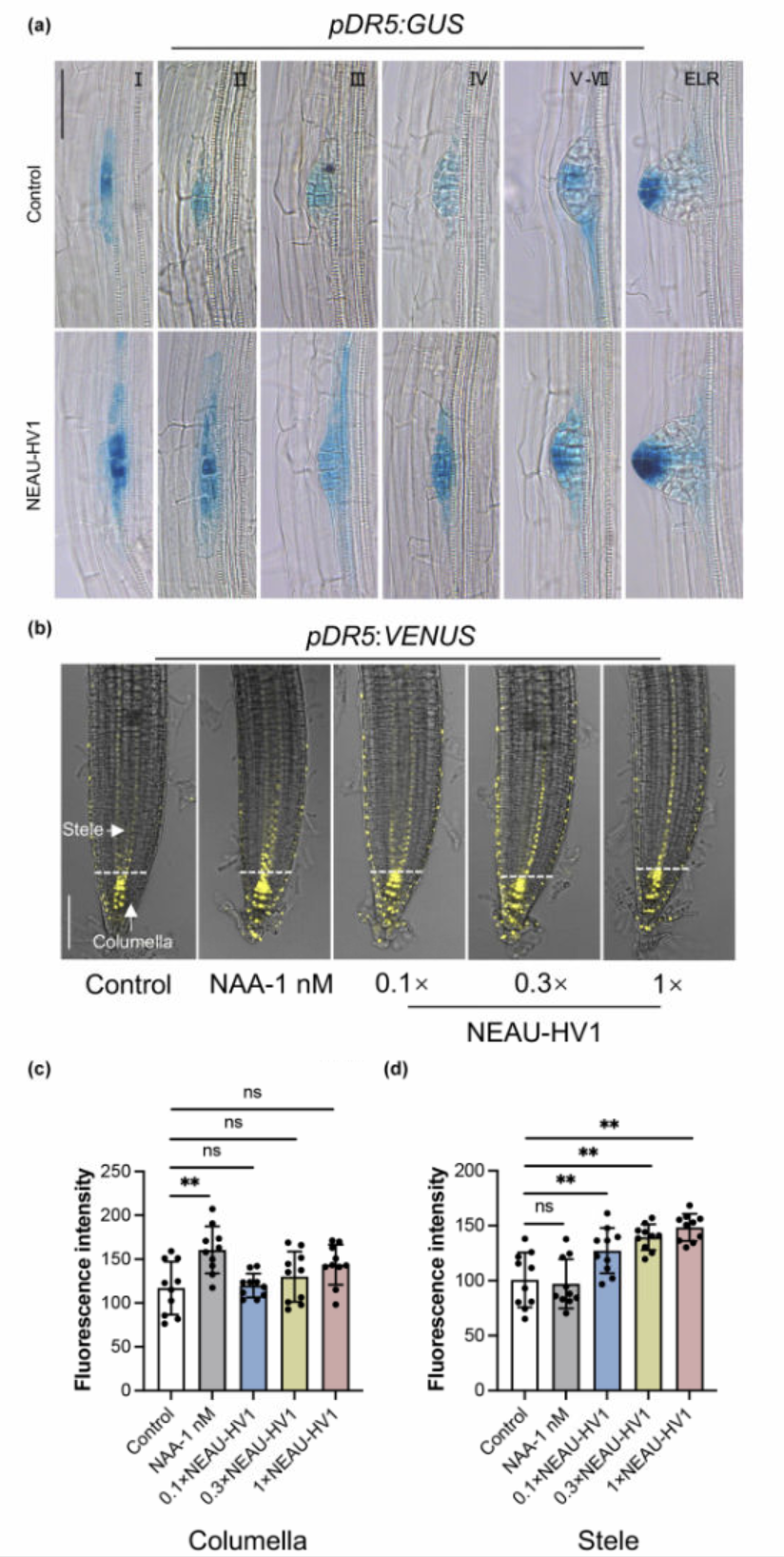 New Phytologist | 南京农业大学张瑞福团队揭示植物促生菌通过重塑生长素信号以调控侧根 - 知乎