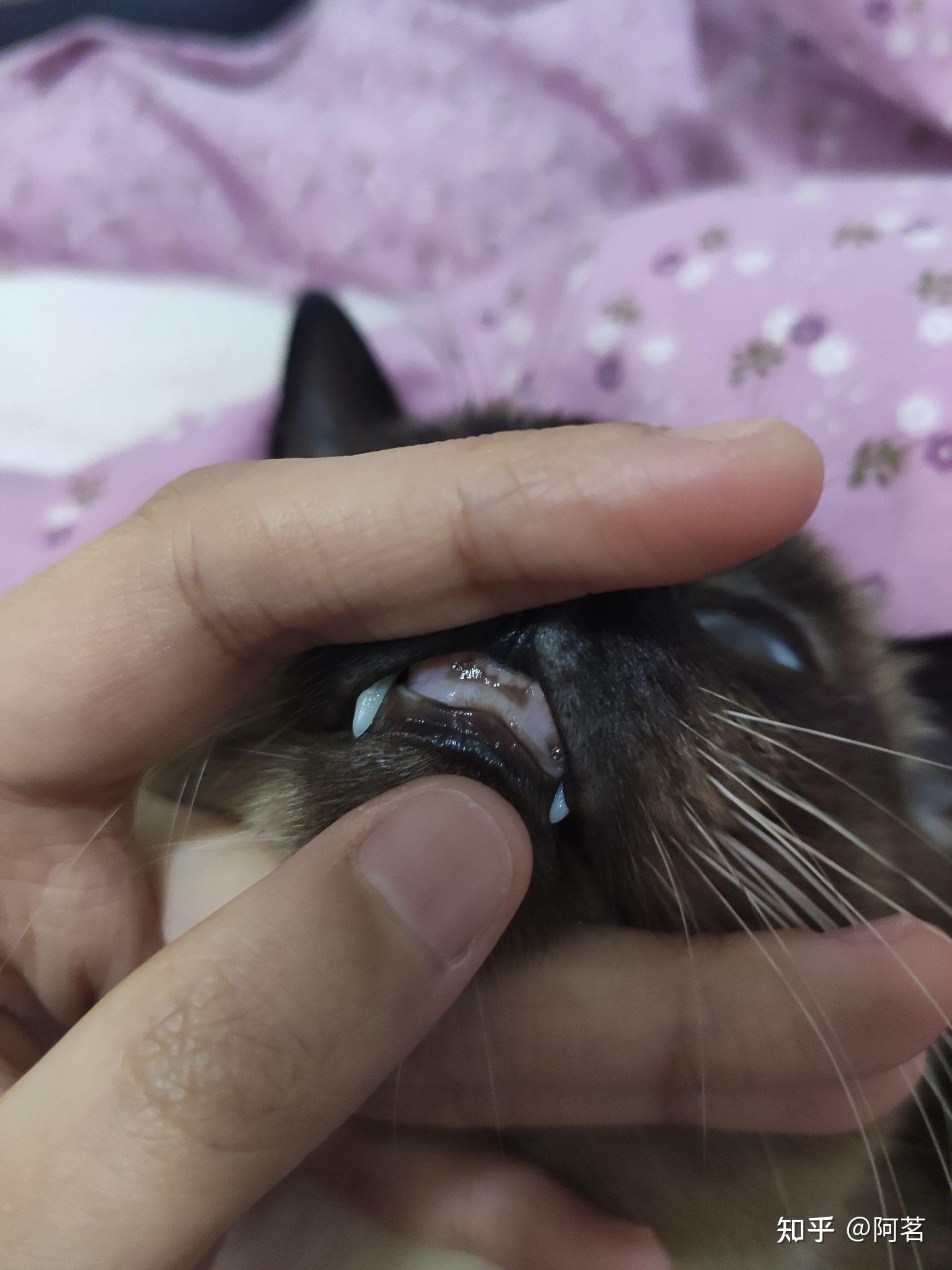 猫咪牙龈上面出现黑色的东西是什么啊