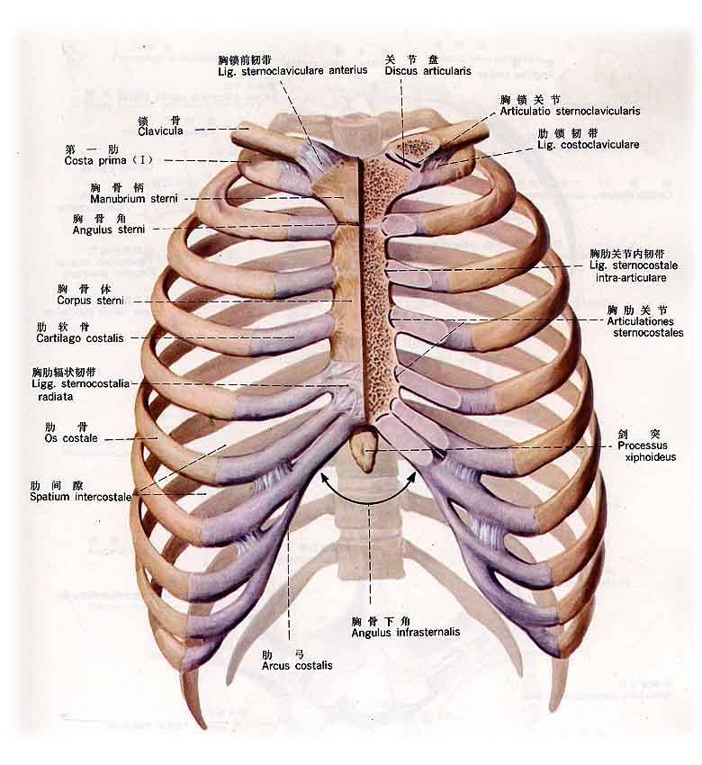 人体肋骨的位置图图片