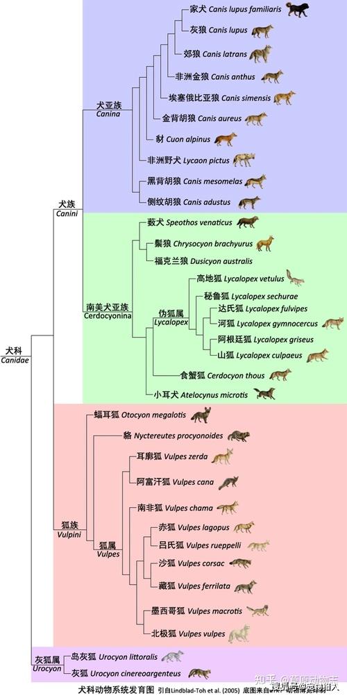 狼的起源，分布与分化 - 知乎