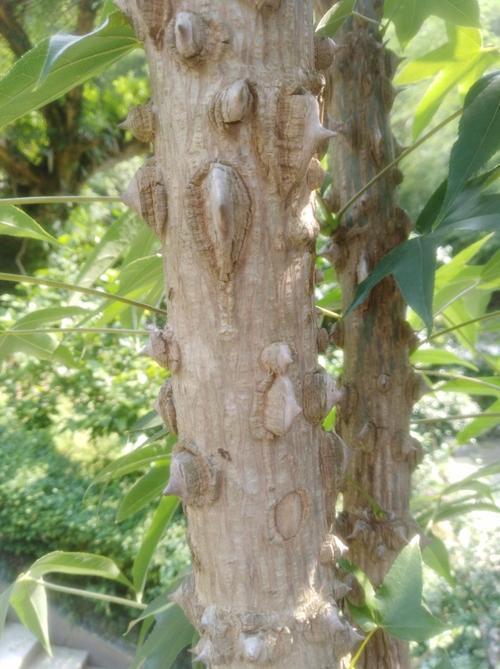 身上长刺的树,树名叫什么? - 知乎