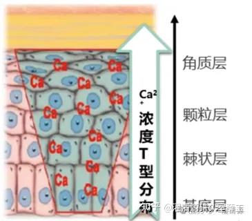 【科普】表皮钙离子对皮肤屏障修复的作用 - 知乎