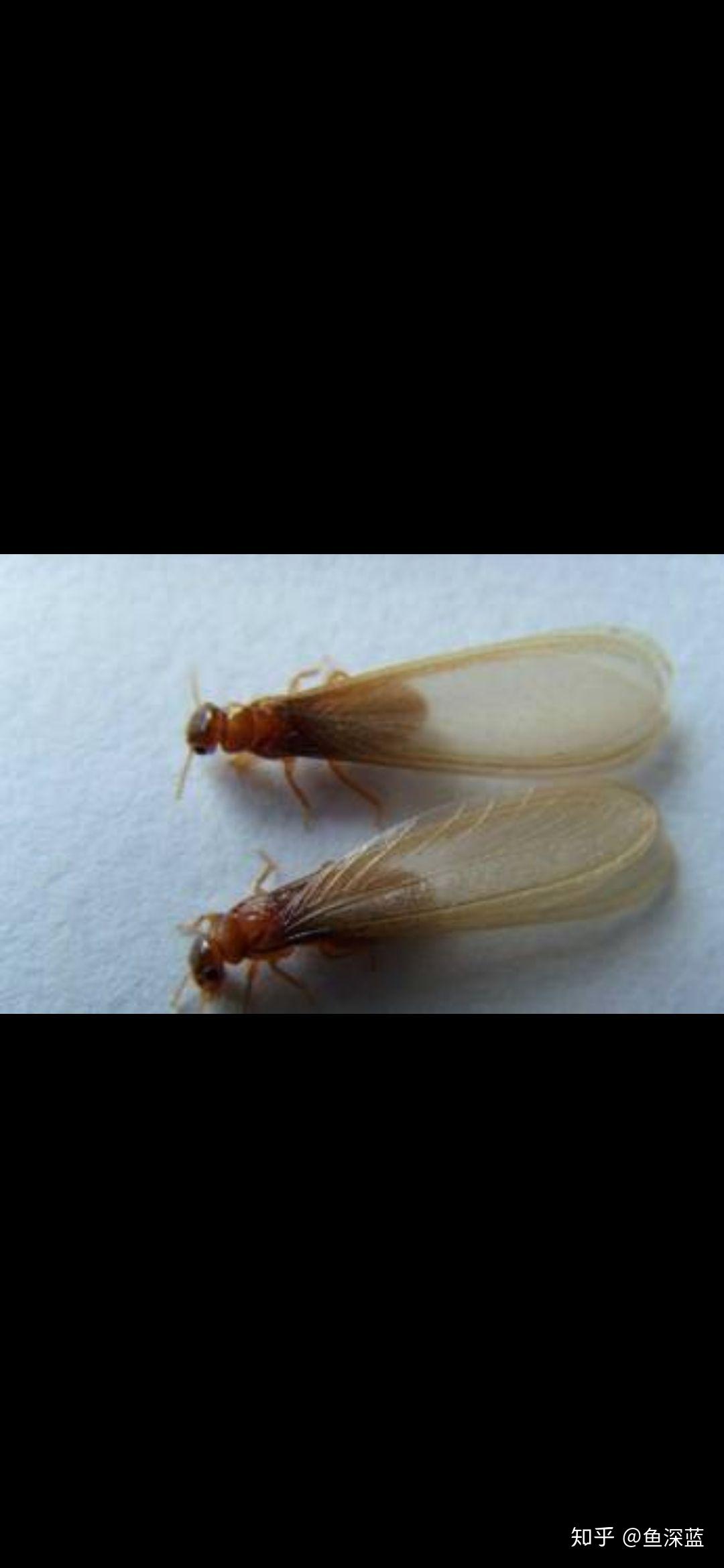 我的房间里忽然多了许多小飞虫怎么回事?在线等,挺急的? - 知乎