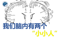 脑科学界著名的「感观侏儒(sensory homunculus)图」是如何得出的? - 知乎