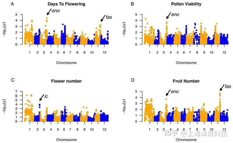 基于番茄多亲本高代互交（MAGIC）群体解析热胁迫下的生殖相关数量性状位点（QTL） - 知乎