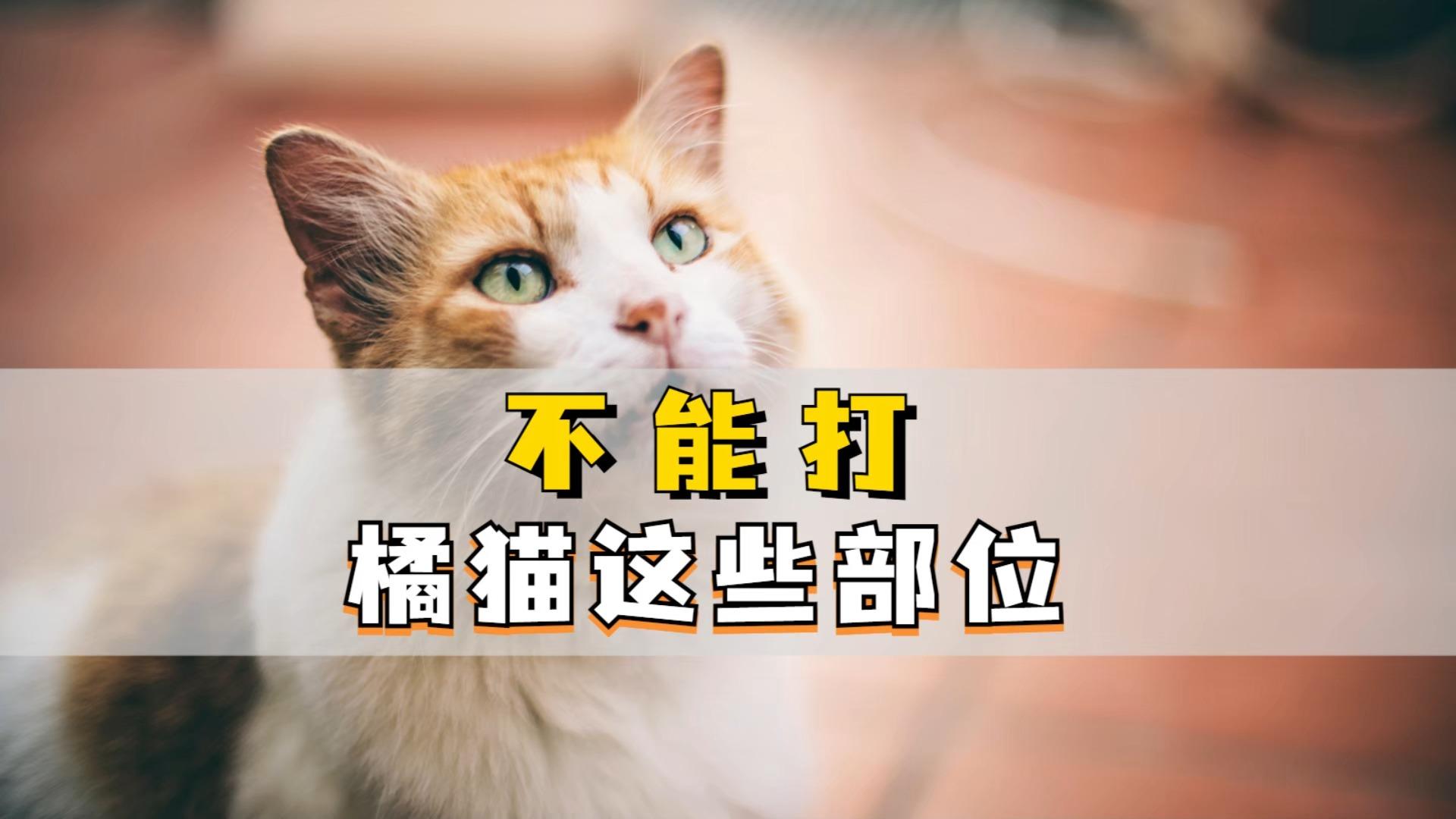 nekoda猫打图片