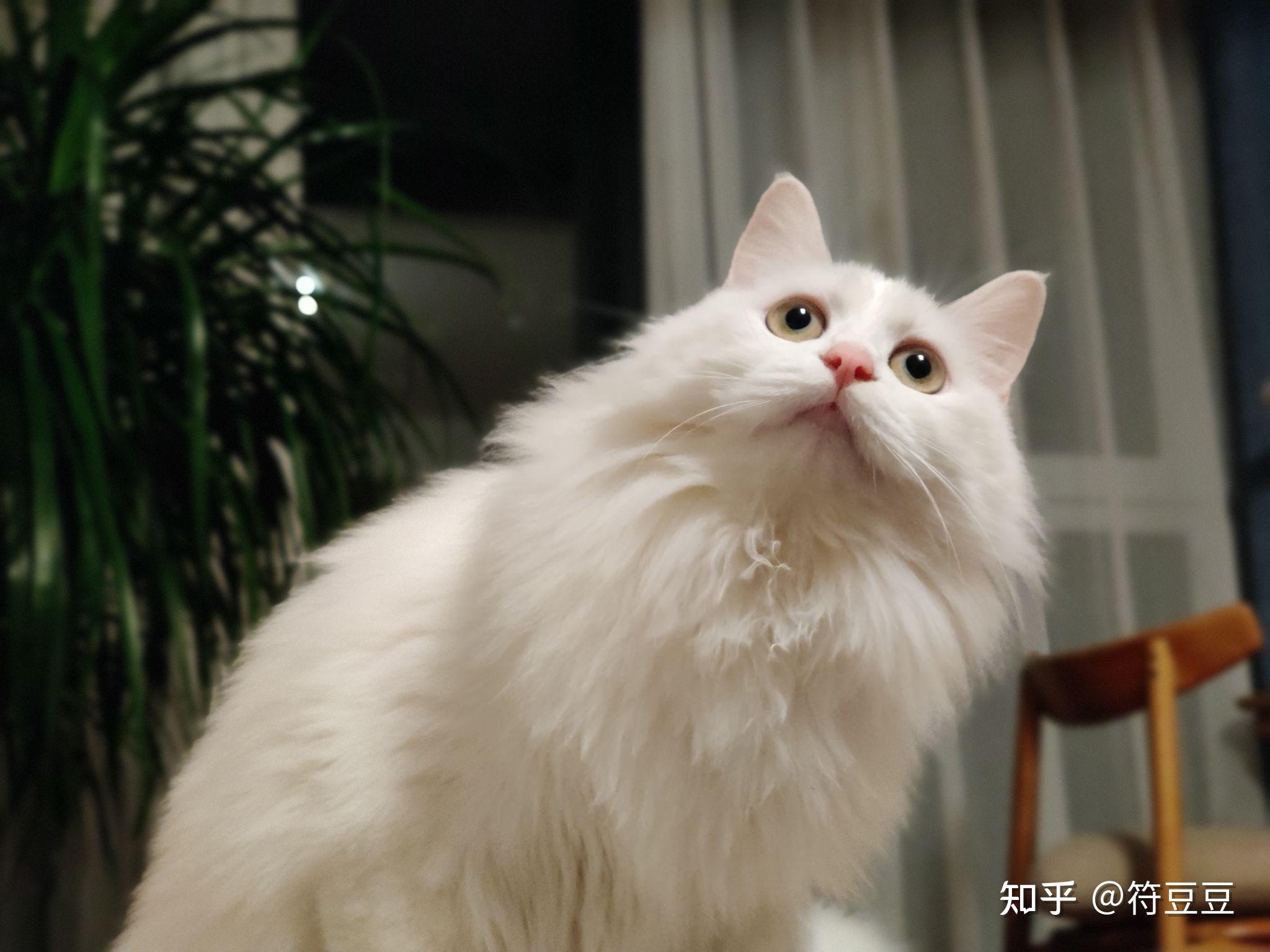 为什么狮子猫越来越贵? - 知乎