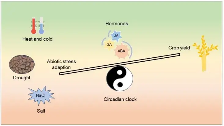 中国科学院植物研究所:生物钟平衡作物非生物胁迫响应和产量形成——综述 - 知乎