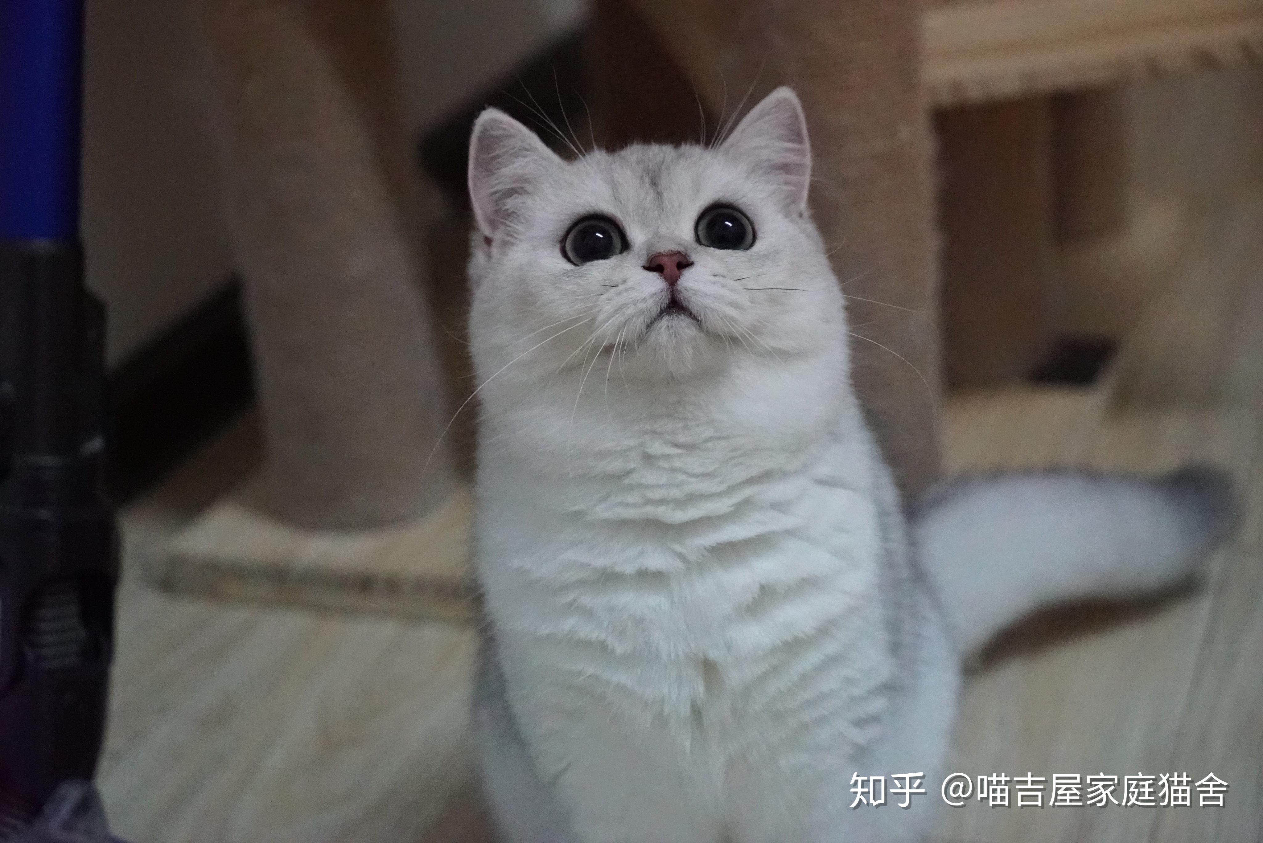 两个月的银渐层怎么养