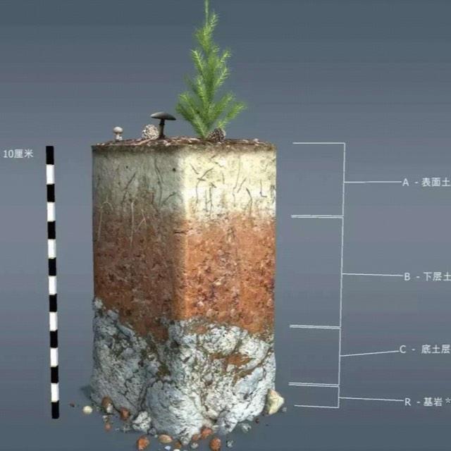尸体埋在土里 20 厘米深能完全隔绝尸臭吗？
