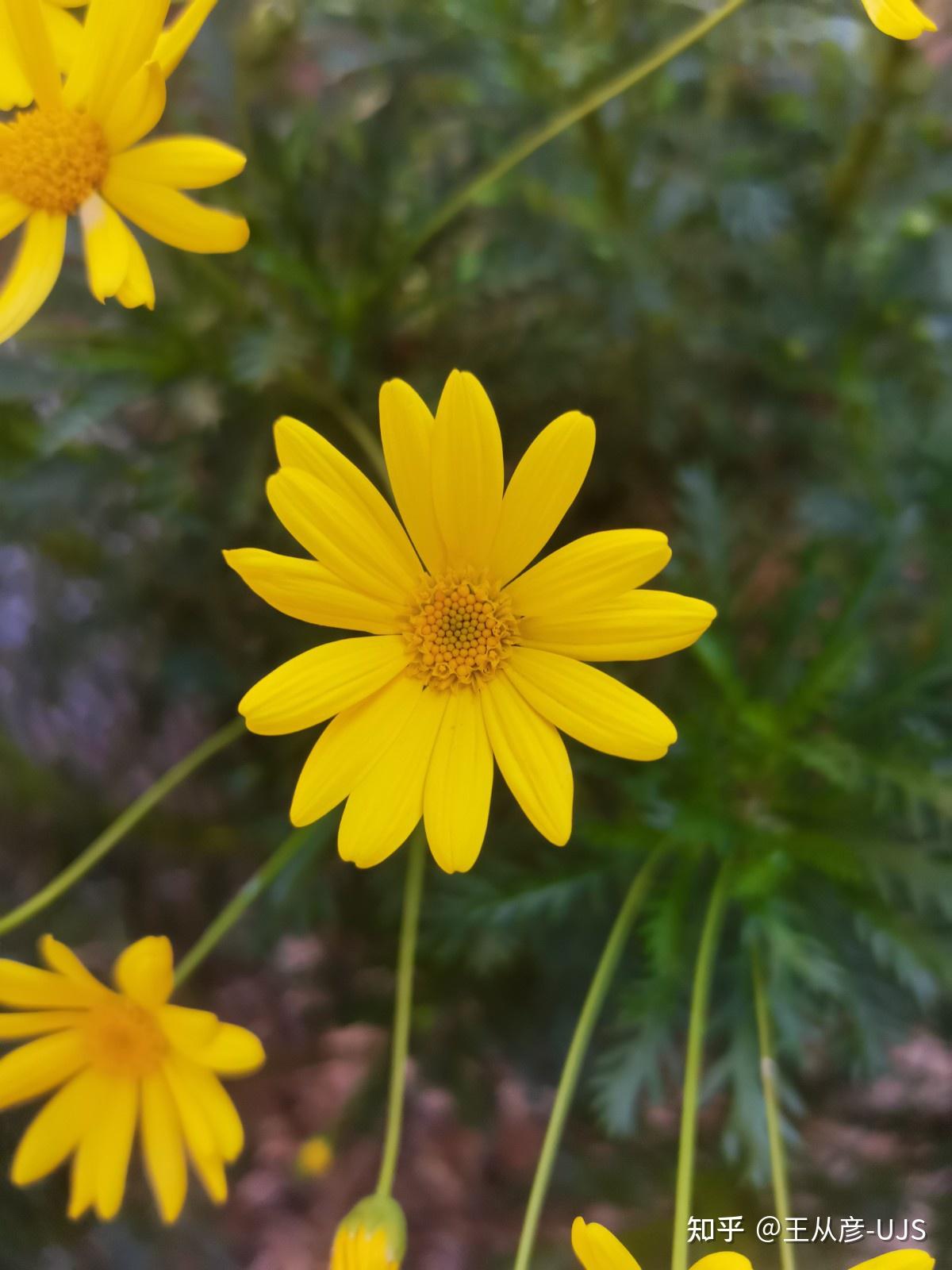 千古几春秋 万里江河水长流——入侵植物梳黄菊/黄金 …