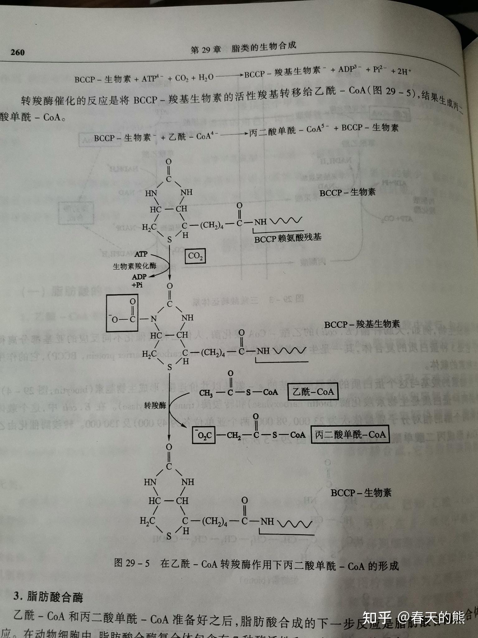 从乙酰coa开始合成1mol软脂酸需要消耗多少atp? - 知乎
