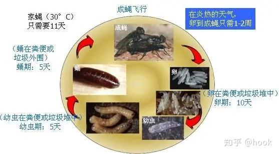 苍蝇和蚊子哪个更厉害?
