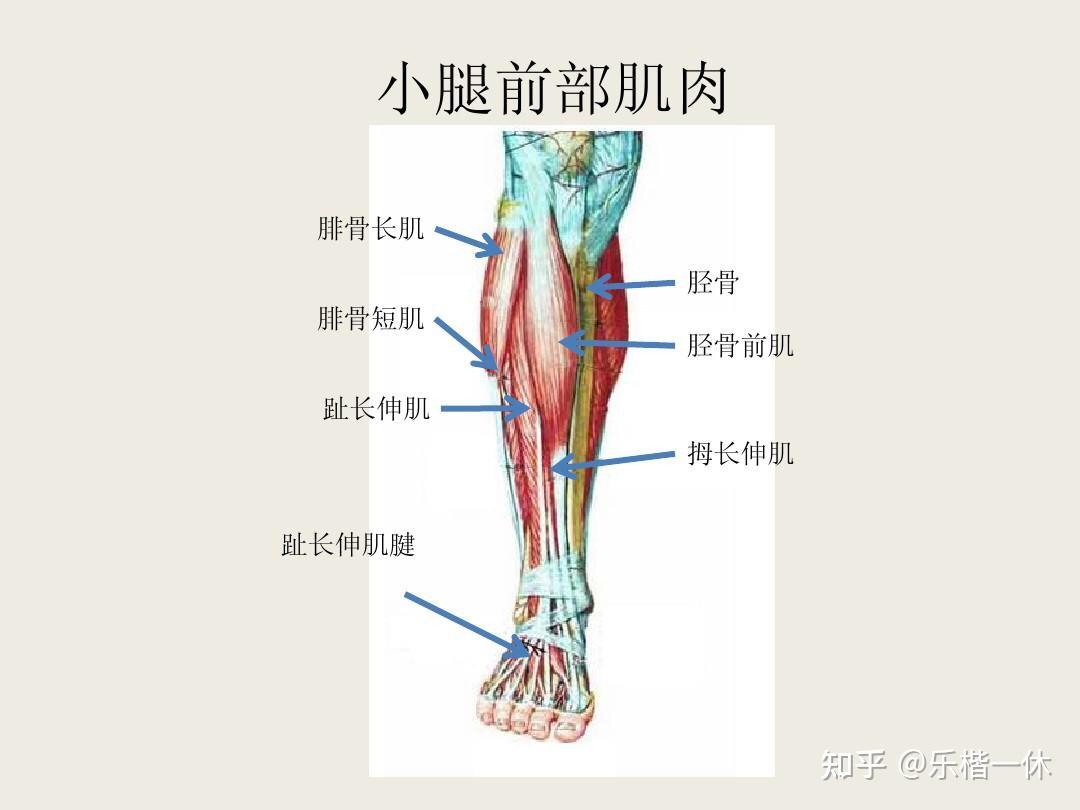 胫骨前肌是哪个位置图片