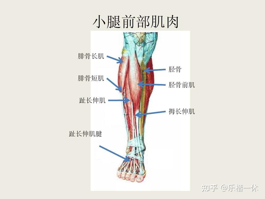 跑步老是小腿前面肌肉有點疼是姿勢不對嗎