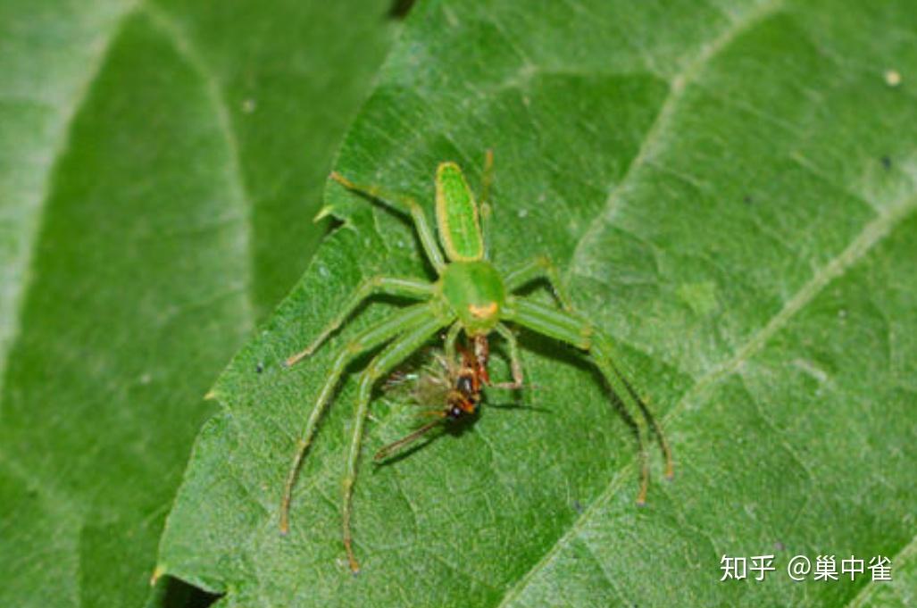 核桃树上这种绿色的虫子还带着钳子是什么虫子阿