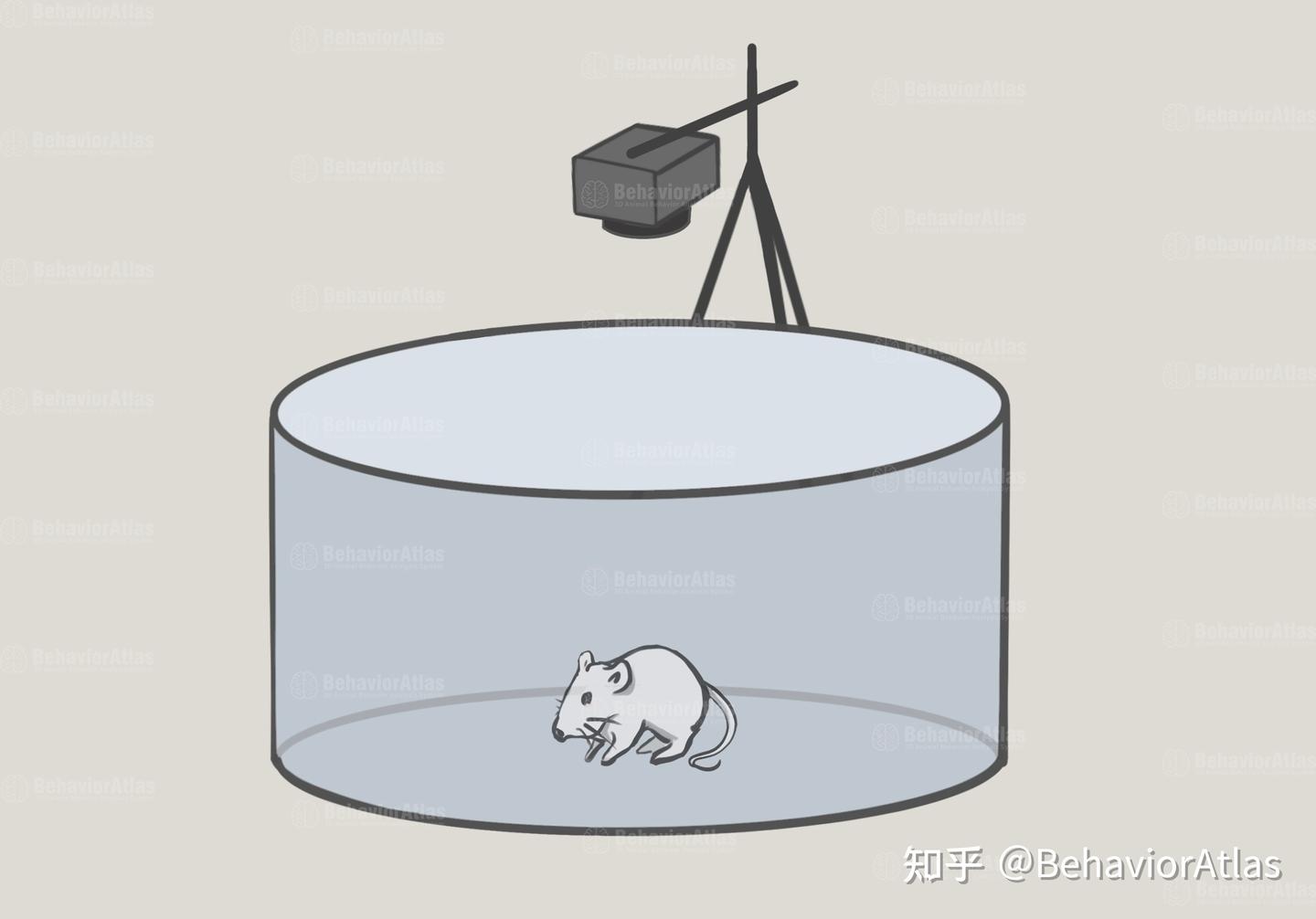 一文了解常见的动物行为学实验 - 知乎