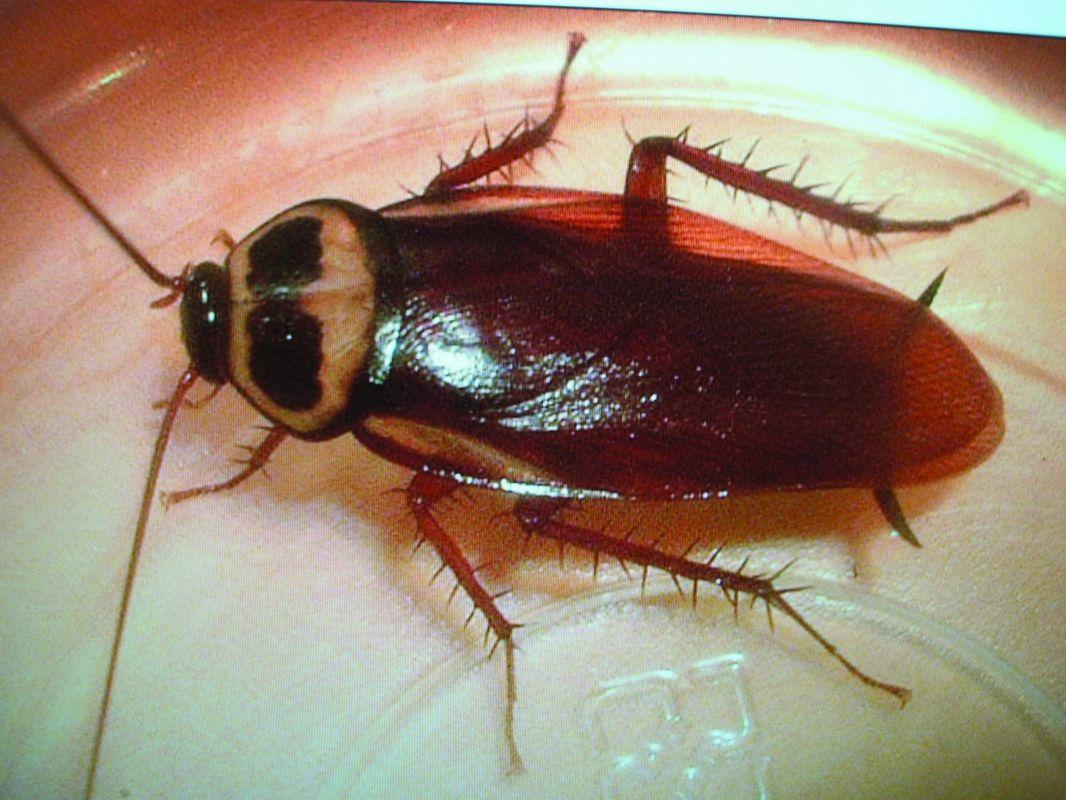 为什么看到蟑螂就会感觉很恶心? - 知乎