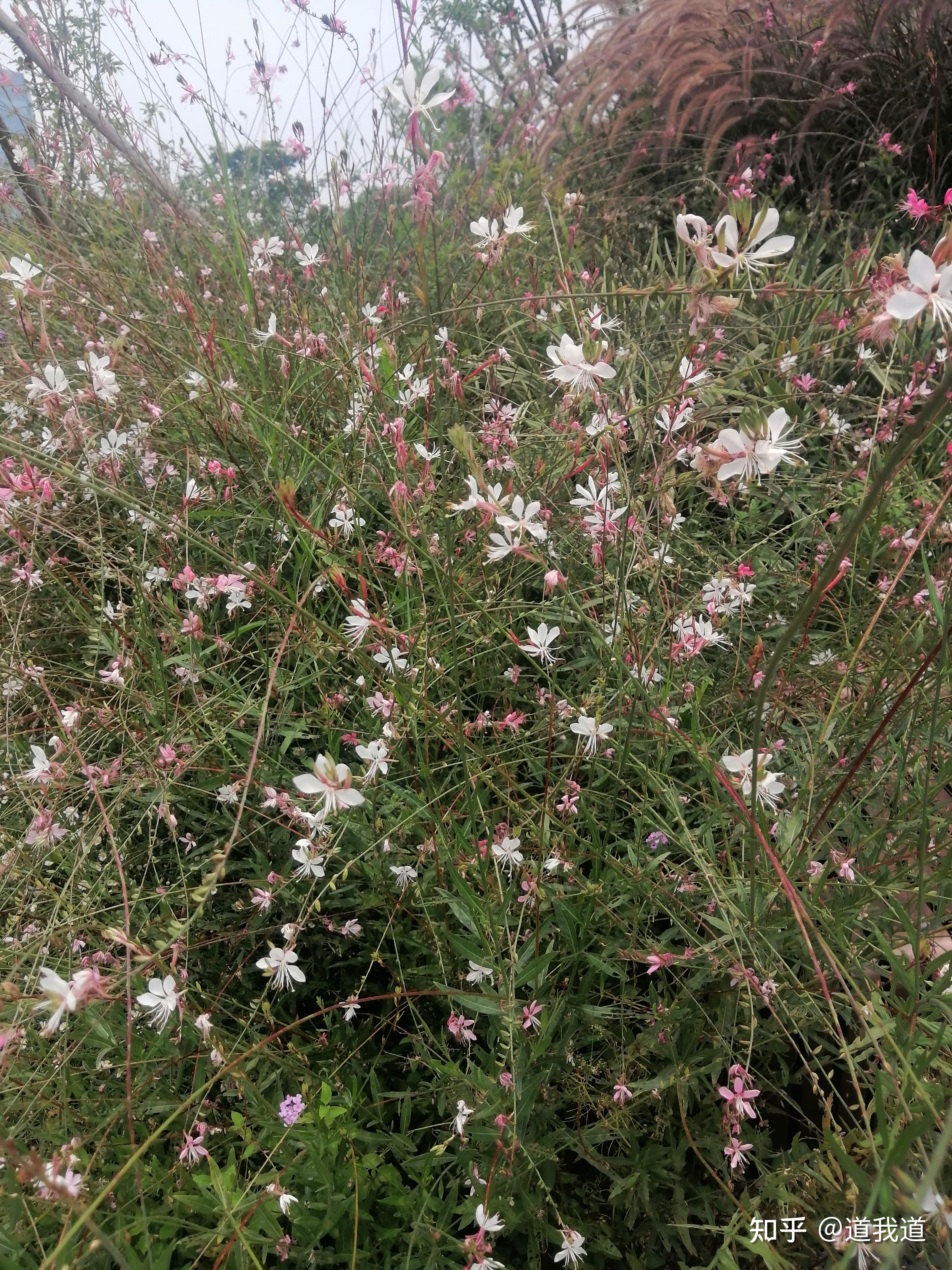 堆砌词藻图片