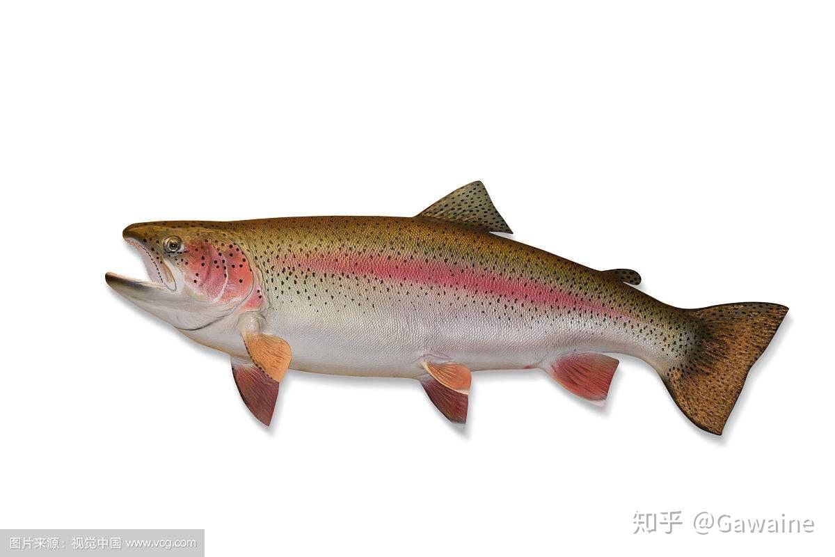 虹鳟鱼与三文鱼图片