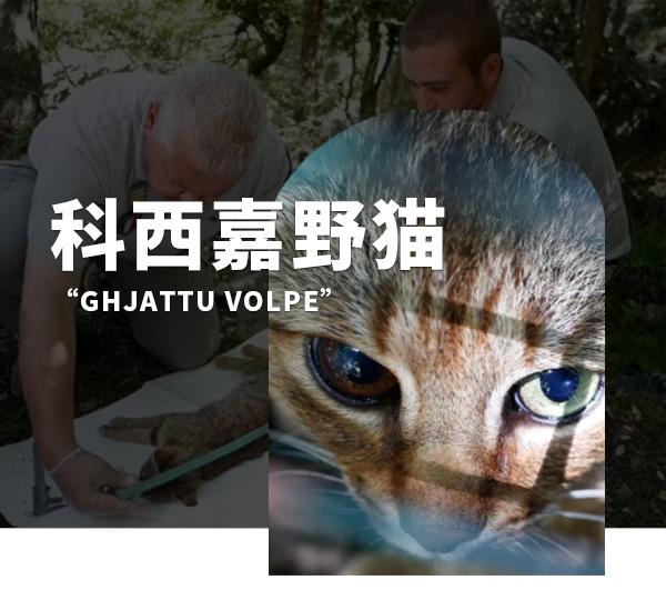 地中海人传说中猎杀山羊的“猫狐”,科学家:遗传学证明真实存在 - 知乎