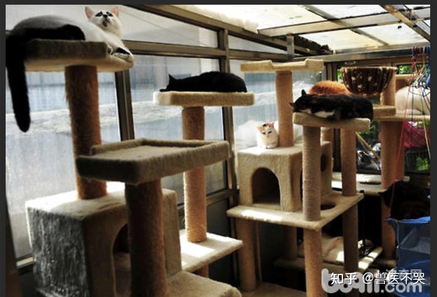 10平米的小房间可以养猫吗