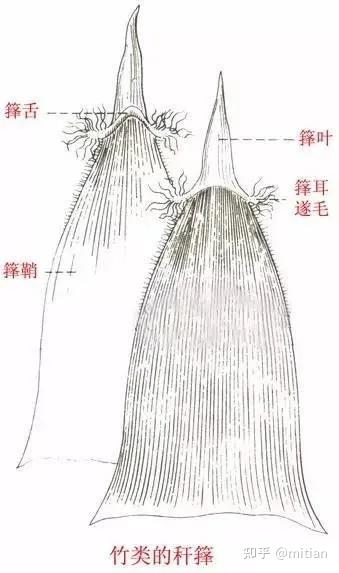 竹类植物识别图鉴(超全),值得珍藏! - 知乎