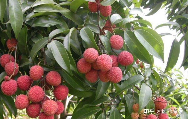 带你识别荔枝核 - 知乎