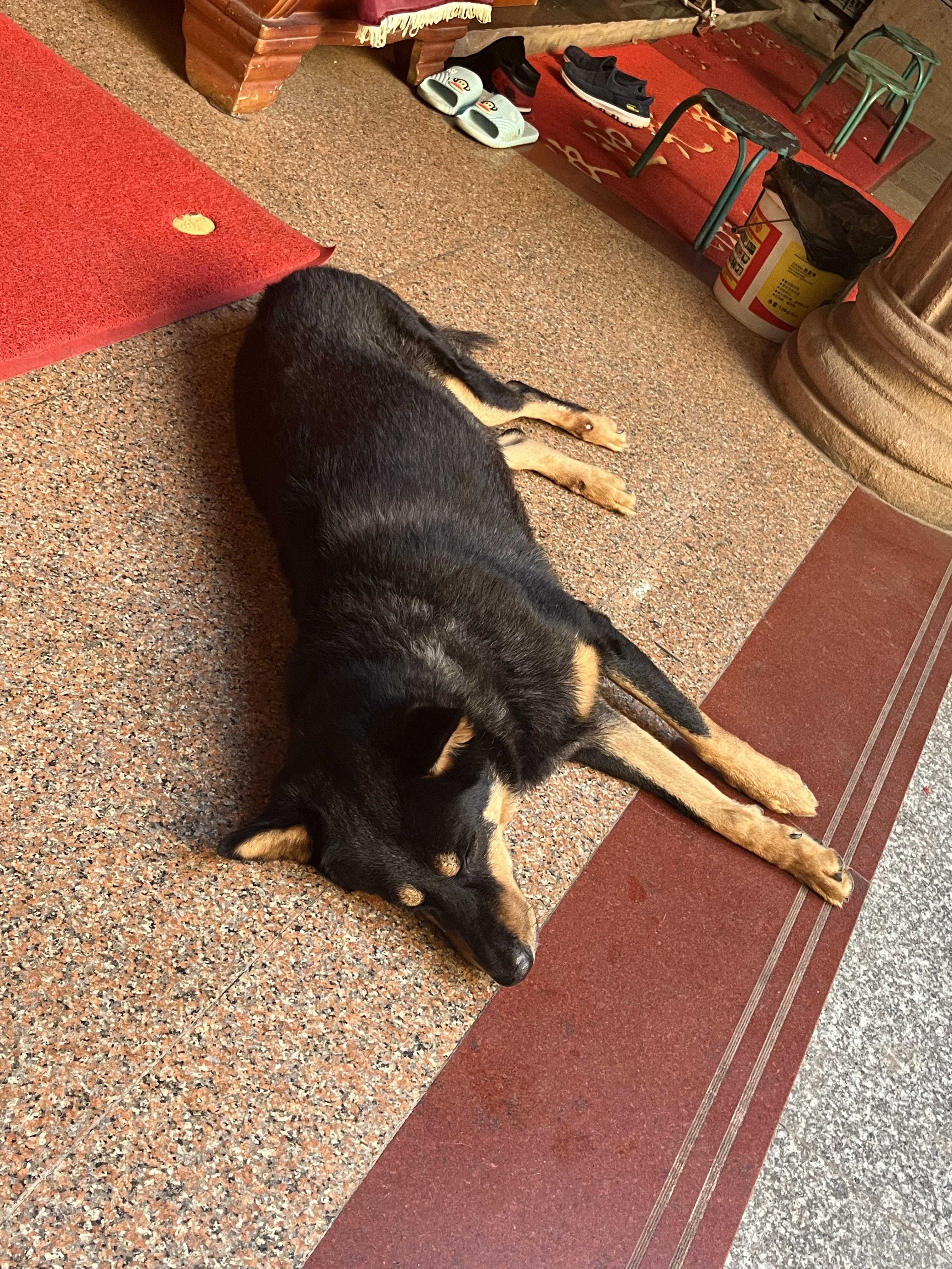 想看铁包金俗称四眼毛色的中华田园犬大家可以发我看看吗