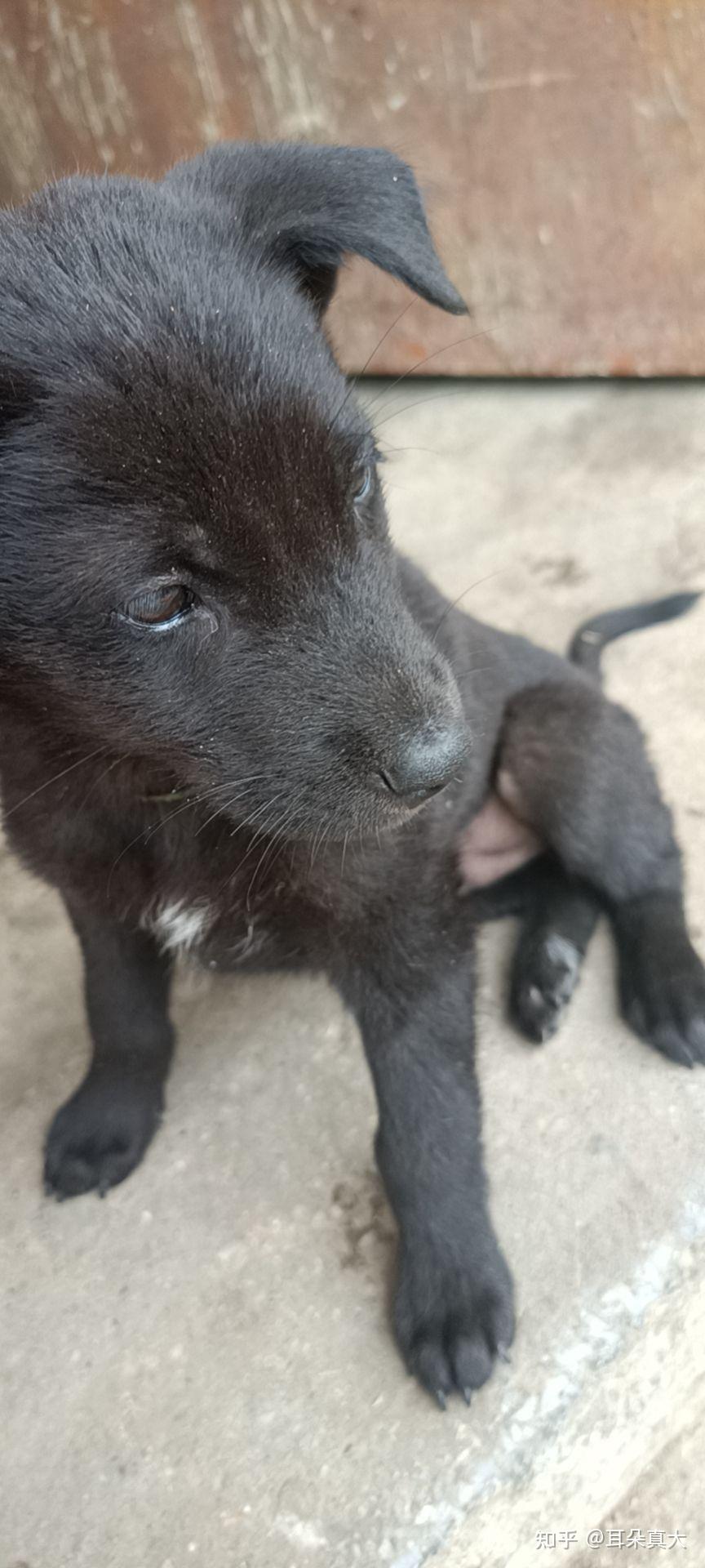 为什么黑犬四爪白尾巴有白毛都说不吉利,边境也是这